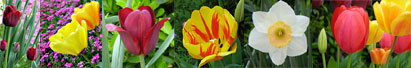 Digital camera image of flowers